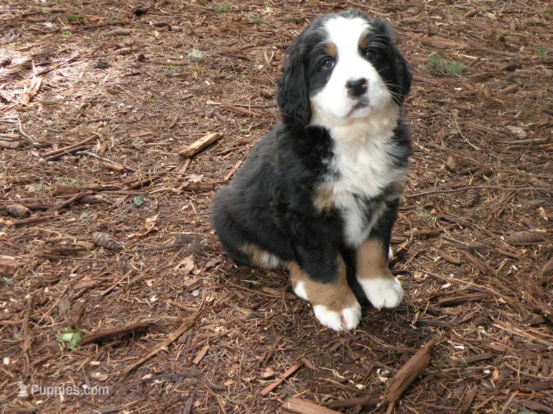 Valentino – Bernese Mountain Dog puppy for sale in Corvallis, OR
