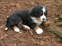 Kamala, a female Bernese Mountain Dog for sale in Corvallis, OR – 6 of 7