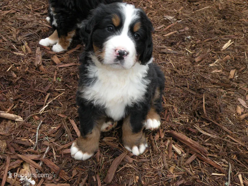 Valentino – Bernese Mountain Dog puppy for sale in Corvallis, OR