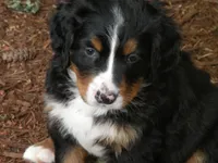Serenade, a female Bernese Mountain Dog for sale in Corvallis, OR – 2 of 8