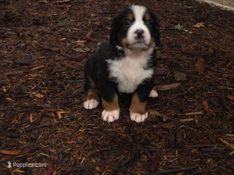 Amna – Bernese Mountain Dog puppy for sale in Corvallis, OR