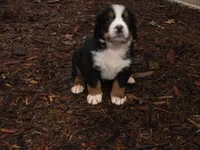 Amna, a female Bernese Mountain Dog for sale in Corvallis, OR – 1 of 3
