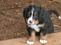 Serenade, a female Bernese Mountain Dog for sale in Corvallis, OR – 7 of 8
