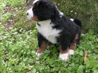 Dominico, a male Bernese Mountain Dog for sale in Corvallis, OR – Photo 3 of 4