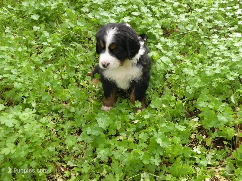 Dominico – Bernese Mountain Dog puppy for sale in Corvallis, OR