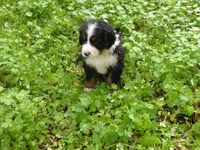 Dominico, a male Bernese Mountain Dog for sale in Corvallis, OR – Photo 1 of 4