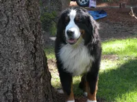 Artemis, a male Bernese Mountain Dog for sale in Corvallis, OR – Photo 2 of 3