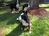 Artemis, a male Bernese Mountain Dog for sale in Corvallis, OR – Photo 3 of 3