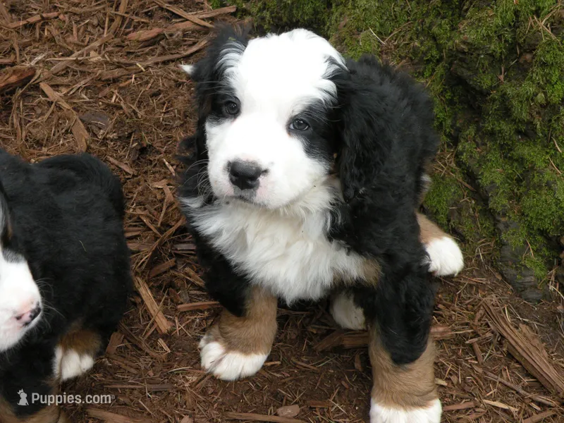 Artemis – Bernese Mountain Dog puppy for sale in Corvallis, OR