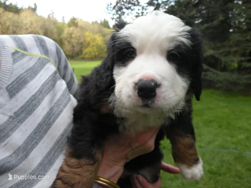 Artemis – Bernese Mountain Dog puppy for sale in Corvallis, OR