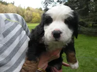 Artemis, a male Bernese Mountain Dog for sale in Corvallis, OR – Photo 1 of 3