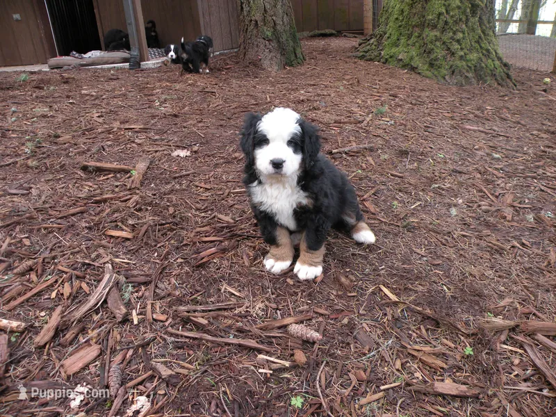 Artemis – Bernese Mountain Dog puppy for sale in Corvallis, OR
