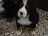 Chloe, a female Bernese Mountain Dog for sale in Corvallis, OR – 2 of 4