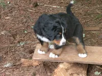 Serenade, a female Bernese Mountain Dog for sale in Corvallis, OR – 8 of 8