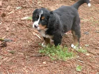Serenade, a female Bernese Mountain Dog for sale in Corvallis, OR – 4 of 8