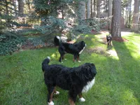 Orla, a female Bernese Mountain Dog for sale in Corvallis, OR – 3 of 4