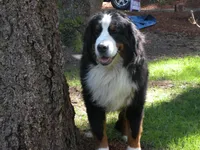 Liz, a female Bernese Mountain Dog for sale in Corvallis, OR – 3 of 3