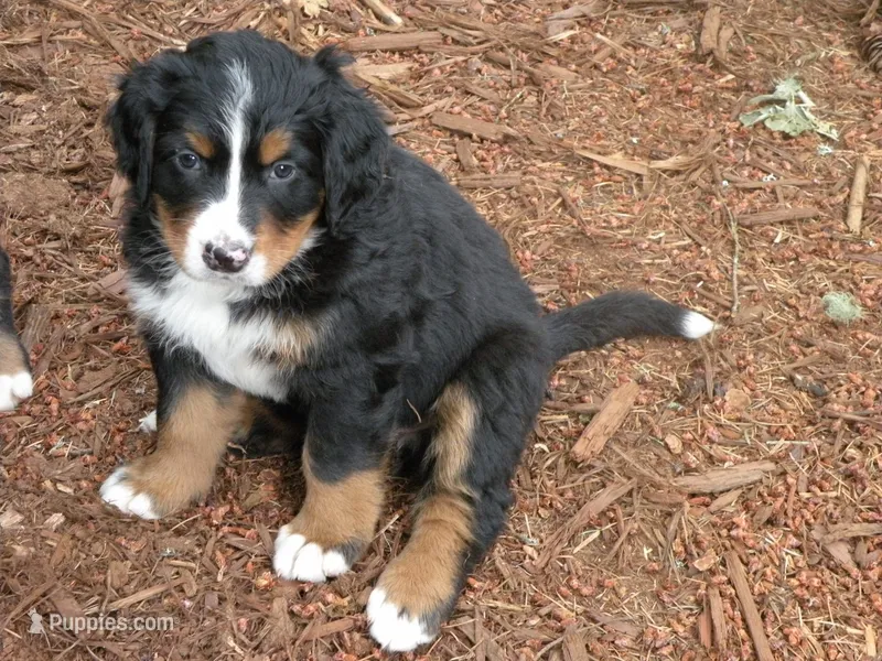 Serenade – Bernese Mountain Dog puppy for sale in Corvallis, OR