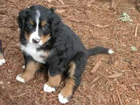 Serenade, a female Bernese Mountain Dog for sale in Corvallis, OR – 1 of 8
