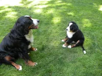 Orla, a female Bernese Mountain Dog for sale in Corvallis, OR – 5 of 7