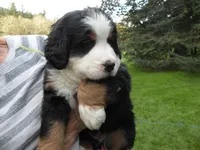 Elhan, a female Bernese Mountain Dog for sale in Corvallis, OR – Photo 2 of 4