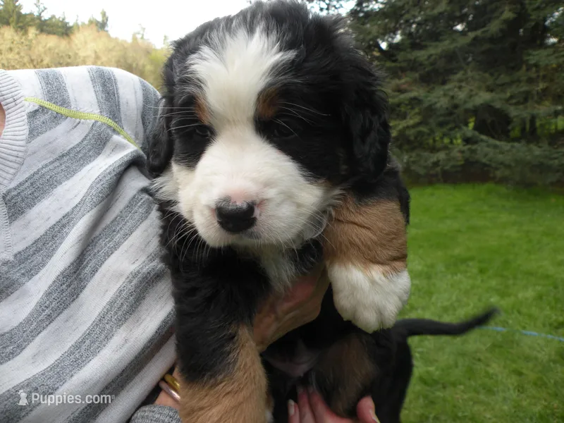 Elhan – Bernese Mountain Dog puppy for sale in Corvallis, OR