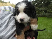 Elhan, a female Bernese Mountain Dog for sale in Corvallis, OR – Photo 1 of 4