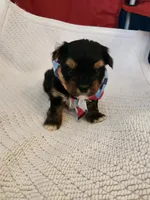 Robert, a male Yorkshire Terrier for sale in Cave City, KY – 2 of 4