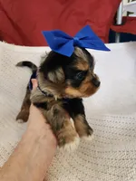 Marmee , a female Yorkshire Terrier for sale in Cave City, KY – 3 of 4