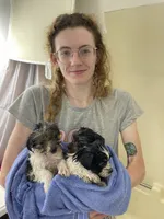 Riley, a female Yorkshire Terrier for sale in Cave City, KY – 3 of 3