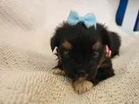 Beth , a female Yorkshire Terrier for sale in Cave City, KY – 4 of 4