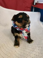 Robert, a male Yorkshire Terrier for sale in Cave City, KY – 4 of 4