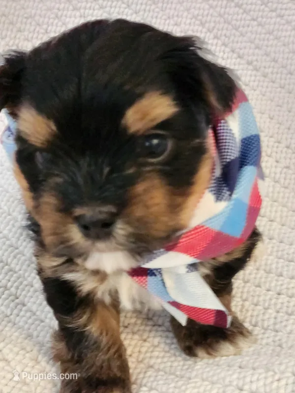 Robert – Yorkshire Terrier puppy for sale in Cave City, KY