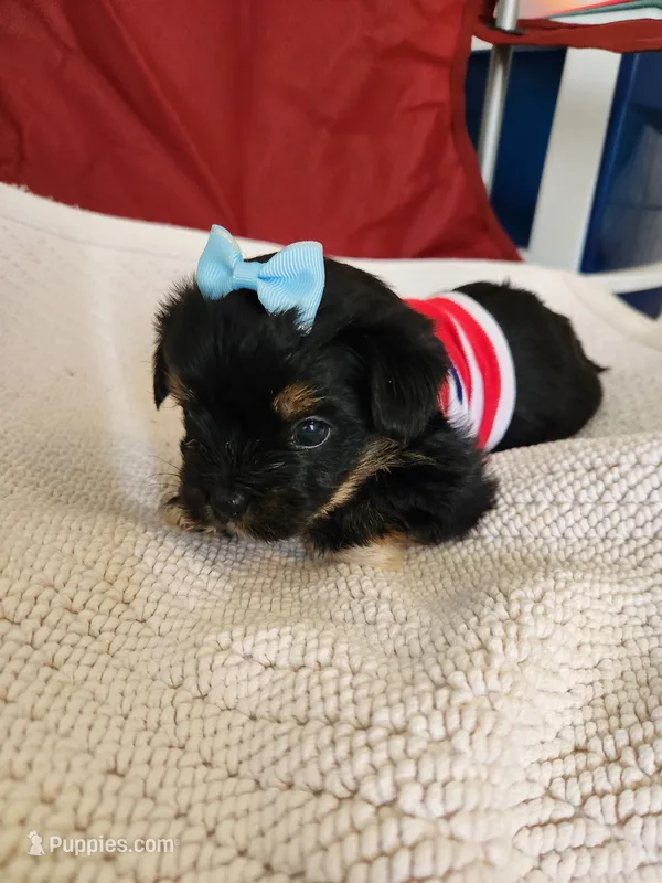 Beth  – Yorkshire Terrier puppy for sale in Cave City, KY