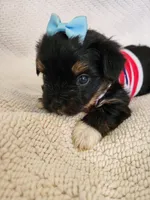 Beth , a female Yorkshire Terrier for sale in Cave City, KY – 2 of 4