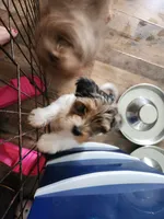 Riley, a female Yorkshire Terrier for sale in Cave City, KY – 2 of 3