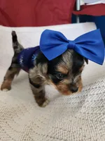 Marmee , a female Yorkshire Terrier for sale in Cave City, KY – 2 of 4