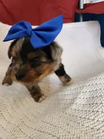 Marmee , a female Yorkshire Terrier for sale in Cave City, KY – 4 of 4