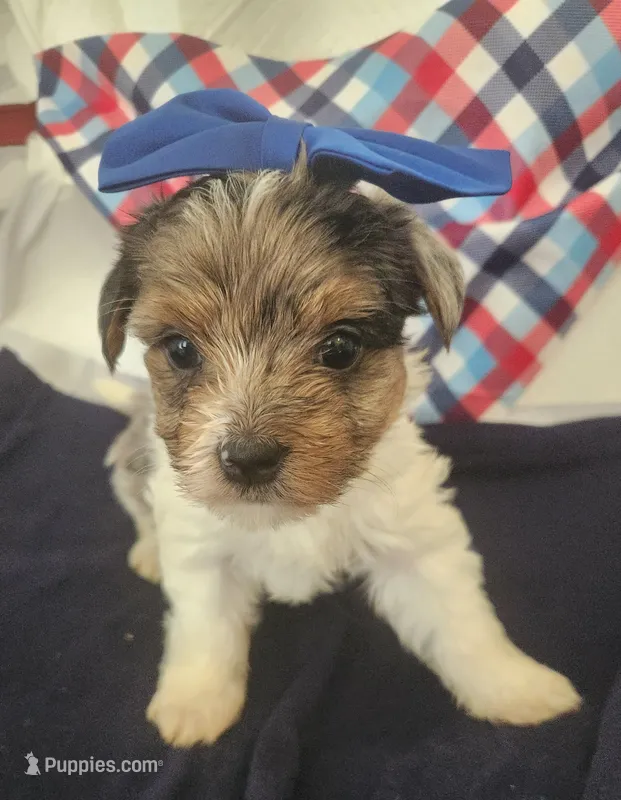 Riley – Yorkshire Terrier puppy for sale in Cave City, KY
