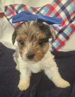 Riley, a female Yorkshire Terrier for sale in Cave City, KY – 1 of 3