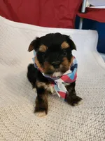 Robert, a male Yorkshire Terrier for sale in Cave City, KY – 3 of 4