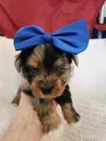 Marmee , a female Yorkshire Terrier for sale in Cave City, KY – 1 of 4
