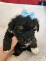 Beth , a female Yorkshire Terrier for sale in Cave City, KY – 3 of 4