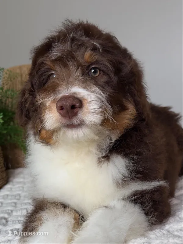 Theo – Miniature Aussiedoodle puppy for sale in Columbia, TN
