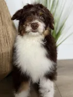 Theo, a male Miniature Aussiedoodle for sale in Columbia, TN – 3 of 3
