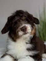 Theo, a male Miniature Aussiedoodle for sale in Columbia, TN – 2 of 3