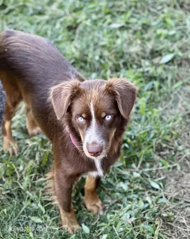 Autumn – Miniature Australian Shepherd puppy for sale in Columbia, TN