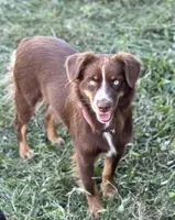Autumn, a female Miniature Australian Shepherd for sale in Columbia, TN – Photo 2 of 2