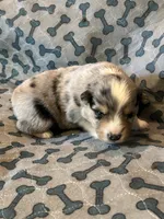 Blue Merle Jello, a male Miniature American Shepherd for sale in Colebrook, NH – 6 of 10