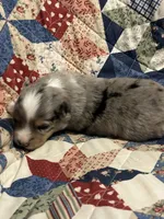 Blue Merle Jello, a male Miniature American Shepherd for sale in Colebrook, NH – 10 of 10